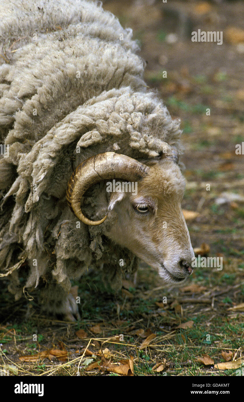 Manech a Tete Rousse Domestic Sheep, a French Breed, Ram Stock Photo