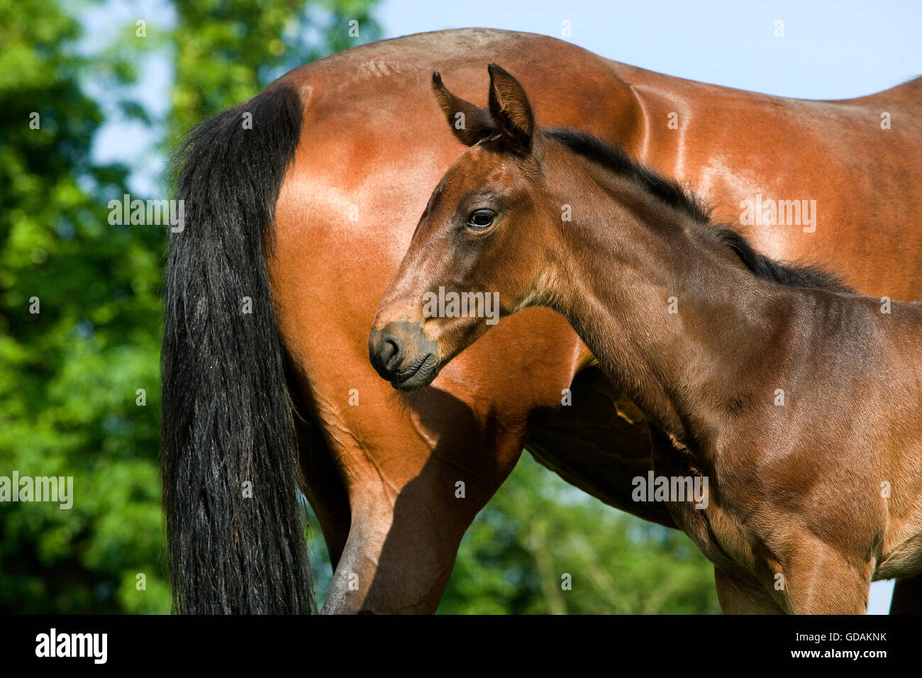 French Trotter, Mare with Foal standing in Paddock, Normandy Stock Photo