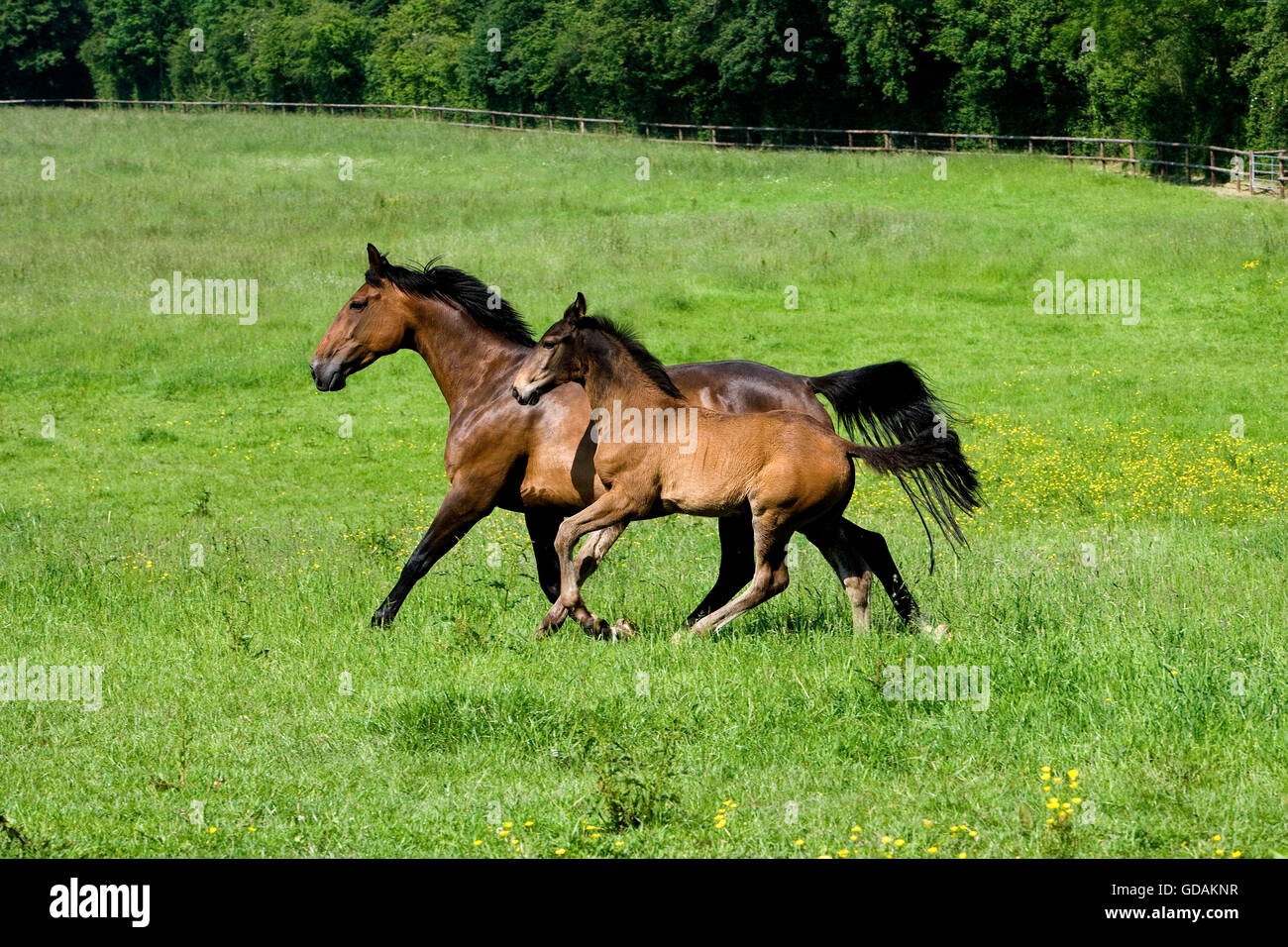 French Trotter Horse, Mare and Foal, Normandy Stock Photo