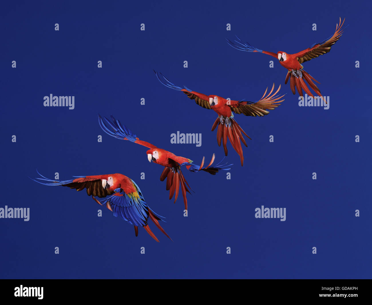 Scarlet Macaw, ara macao, Adult in Flight, Movement Sequence Stock Photo