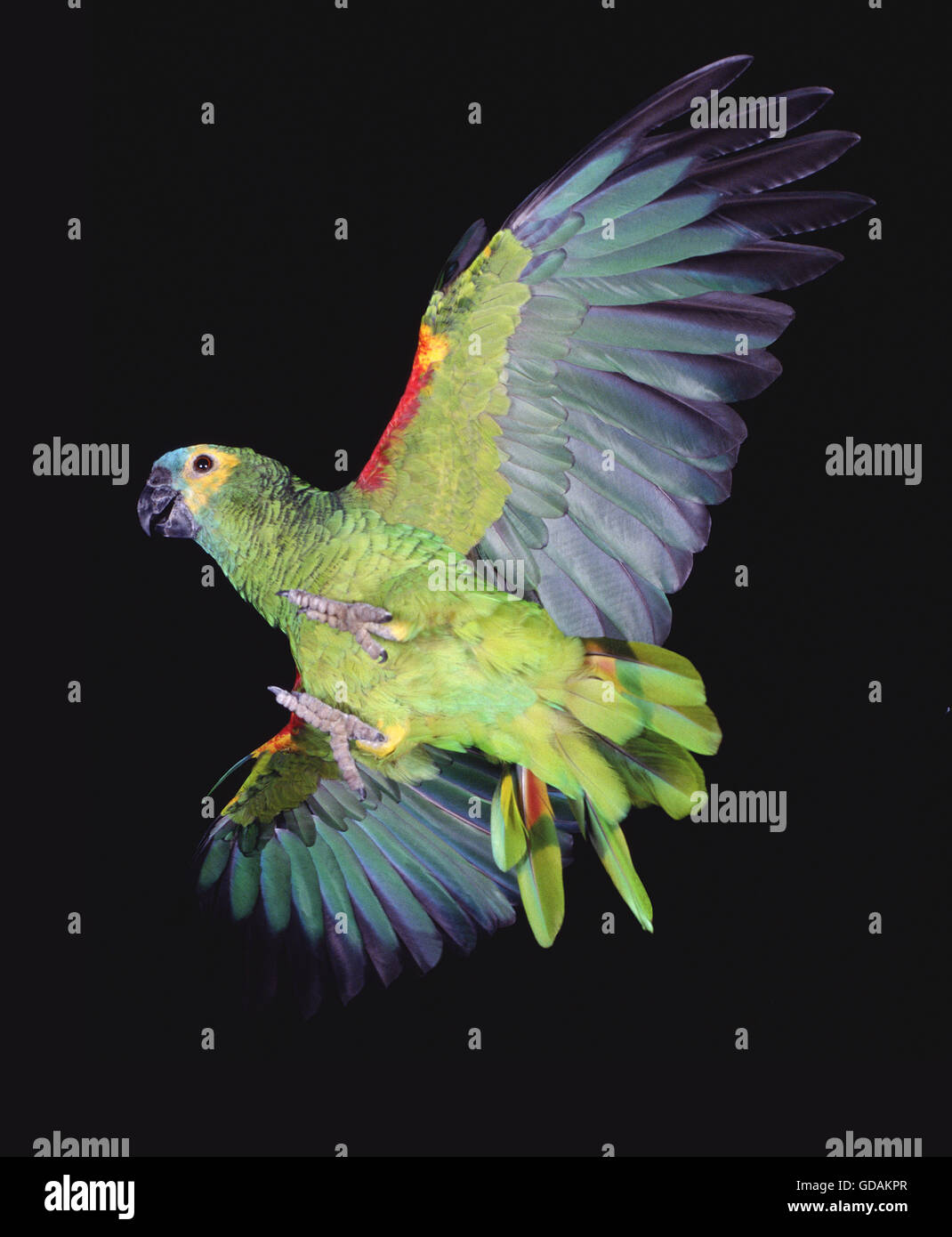 Blue-Fronted Amazon Parrot or Turquoise-Fronted Amazon, amazona aestiva, Adult in Flight against Black Background Stock Photo