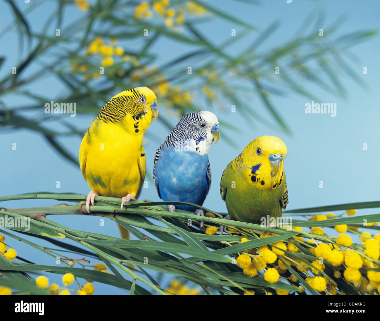 Budgerigar, melopsittacus undulatus, Adults on Silver wattle Stock Photo - Alamy Budgerigar, melopsittacus undulatus, Adults on Silver wattle Stock Photo - Alamy