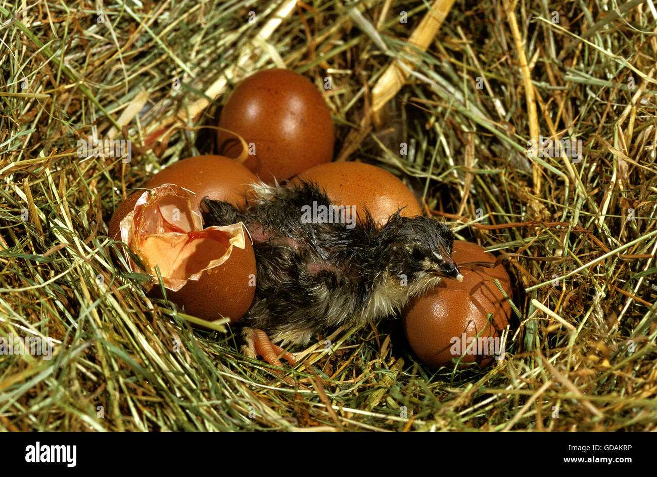 DOMESTIC CHICKEN, CHICK HATCHING FROM EGG Stock Photo