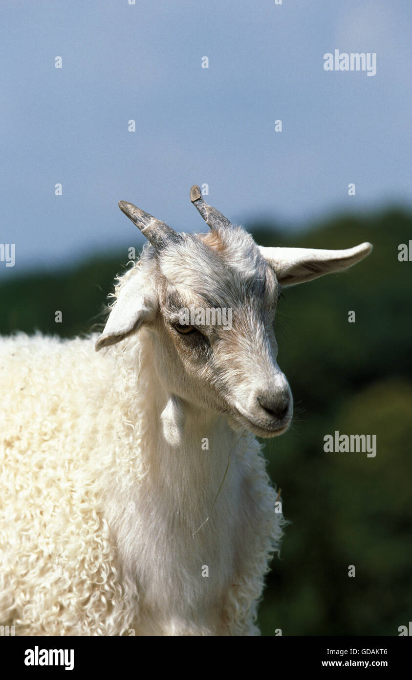 Domestic Goat Stock Photo