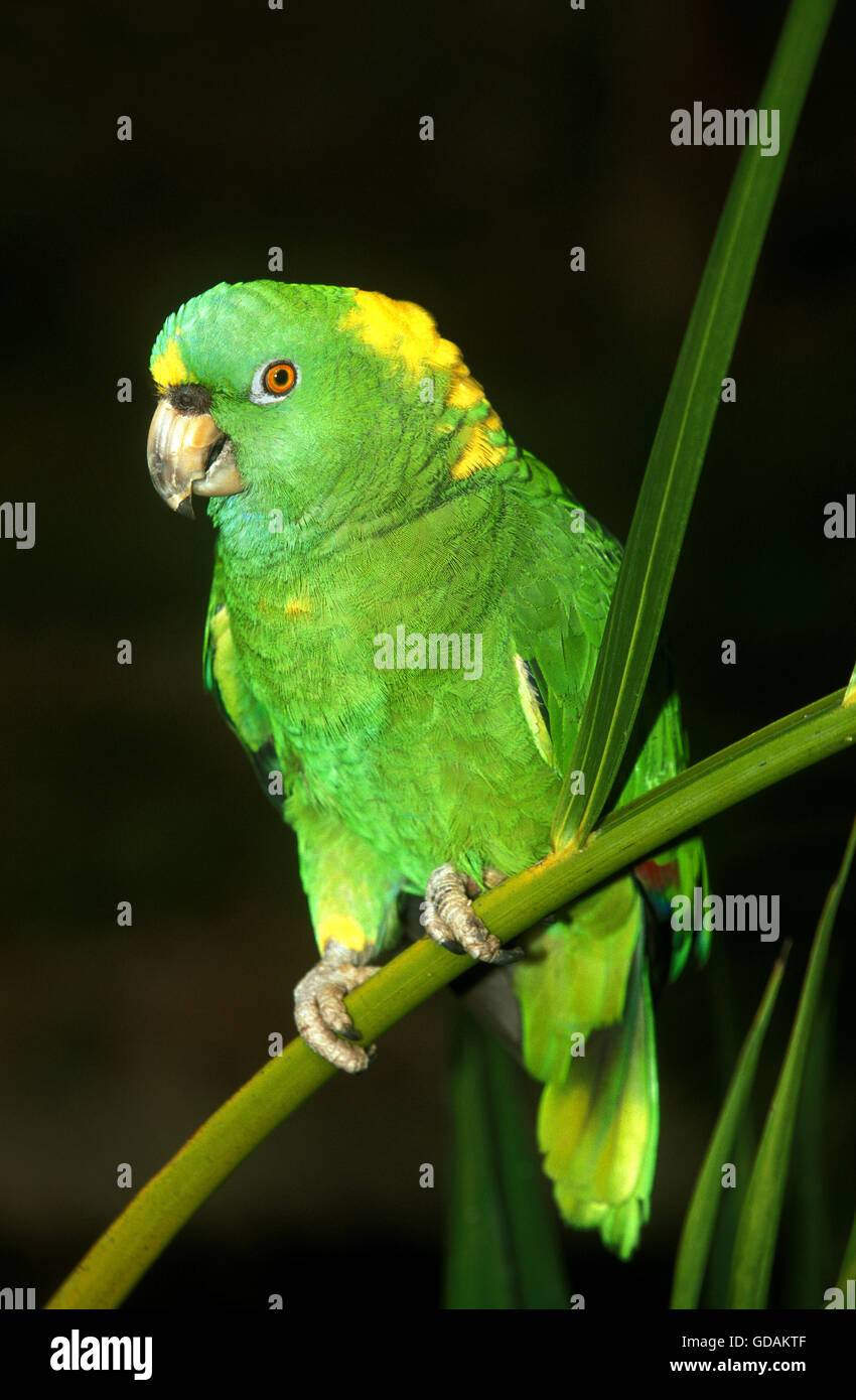 Yellow-Naped Amazon Parrot, amazona auropalliata, Adult Stock Photo