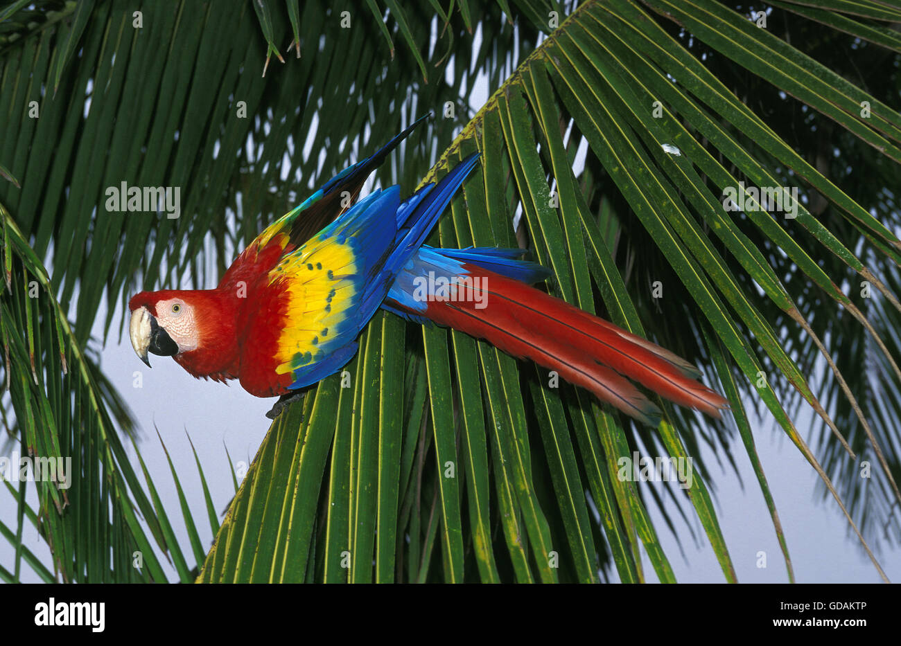 Scarlet Macaw, ara macao on Branch Stock Photo