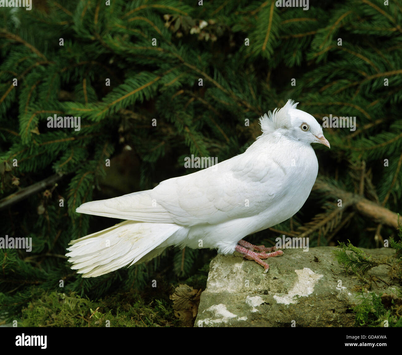 Dantzig Flying Pigeon Stock Photo - Alamy