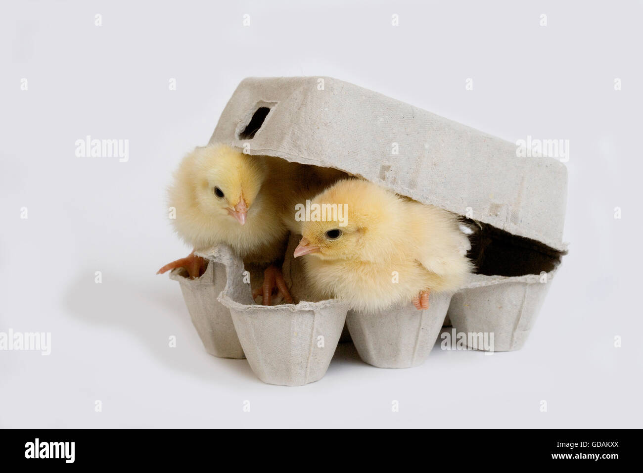 Chicks standing in Egg Box against White Background Stock Photo