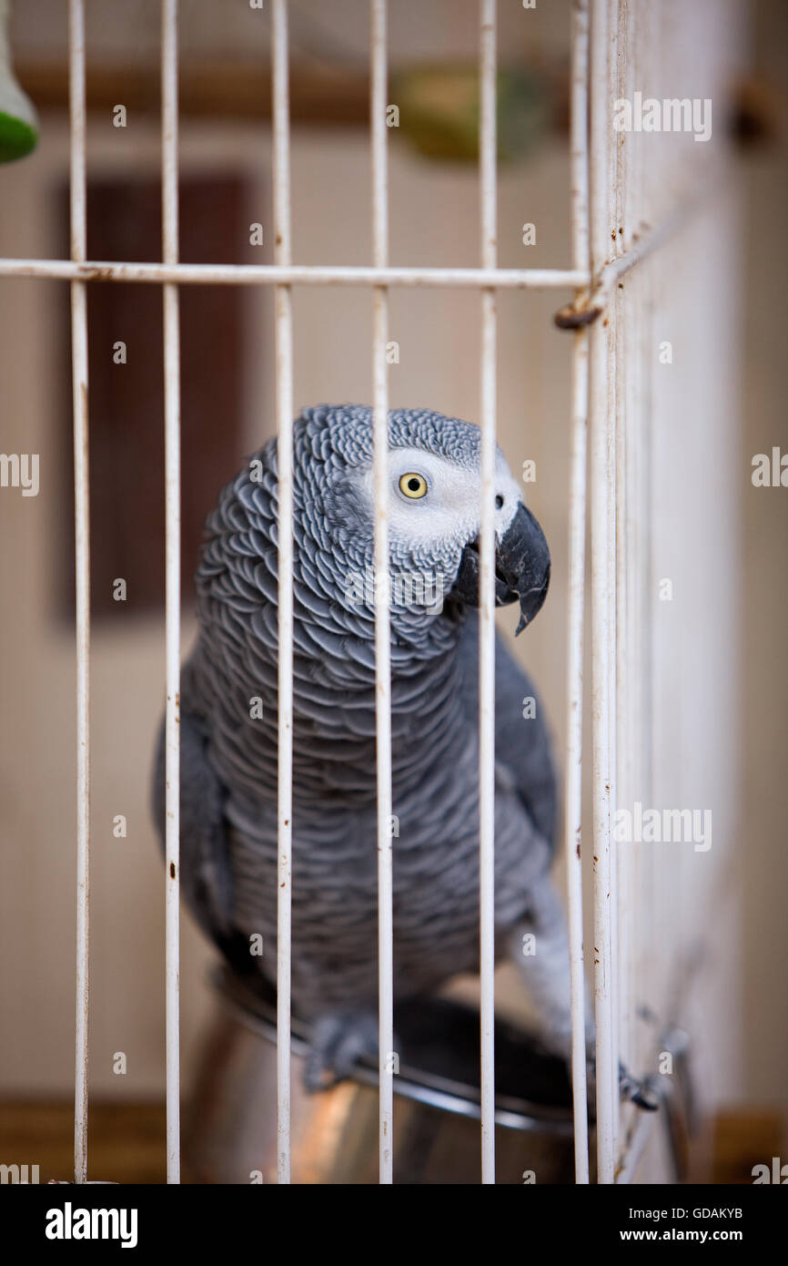 african grey cage