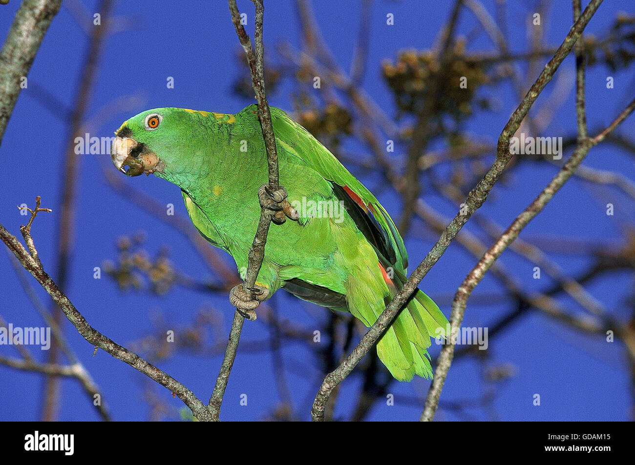 Yellow-Crowned Amazon Parrot, amazona ochrocephala, Adult on Branch Stock Photo