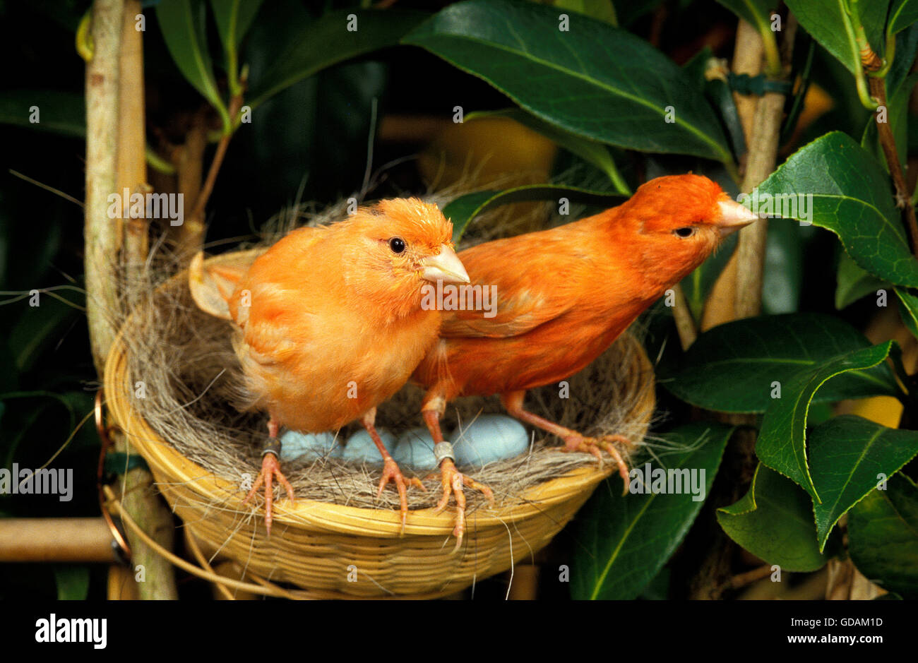 RED CANARY, COUPLE IN NEST WITH EGGS Stock Photo