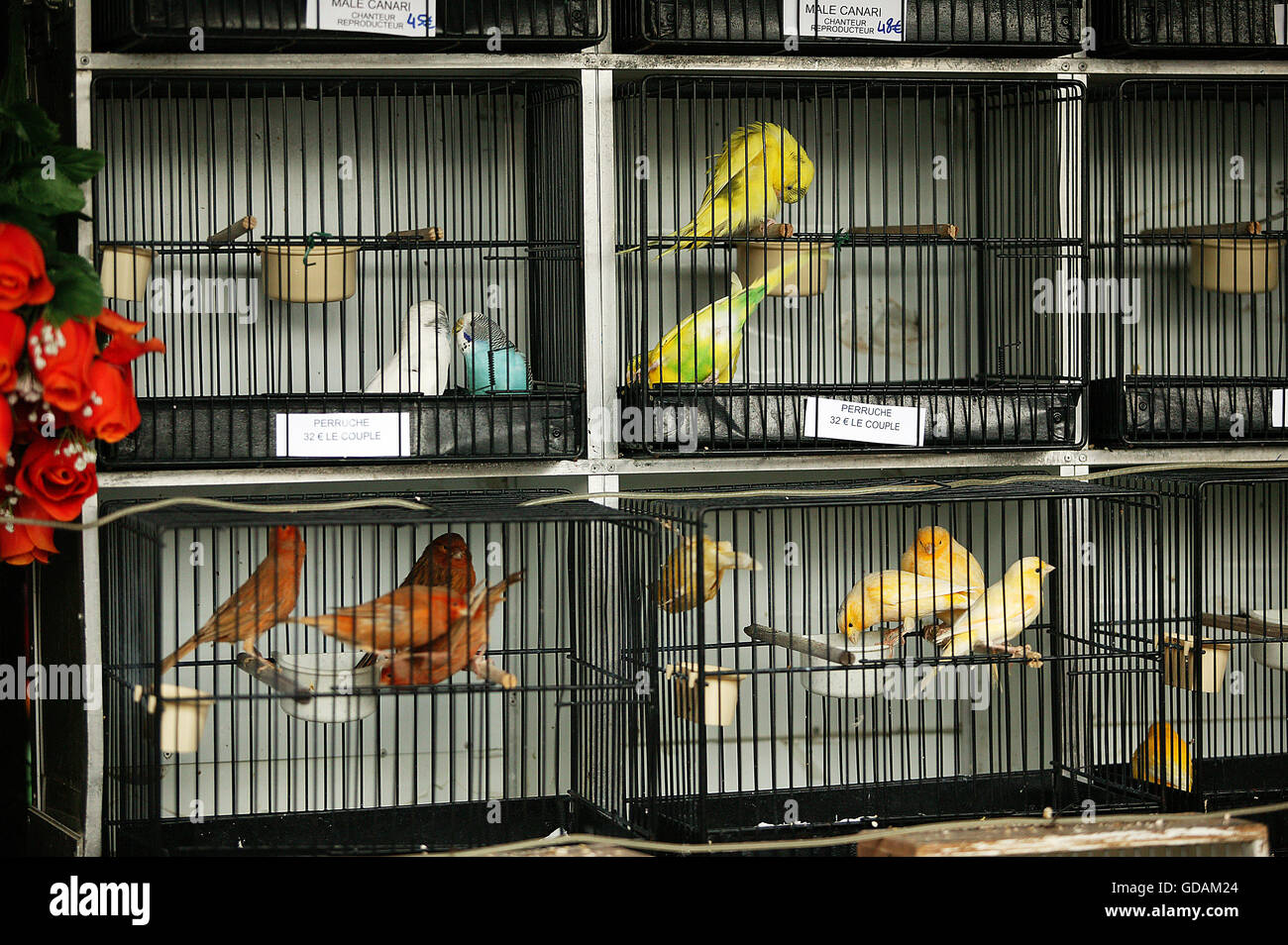 Birds in Cage, The Bird Market, Ile de la Cite in Paris Stock Photo - Alamy