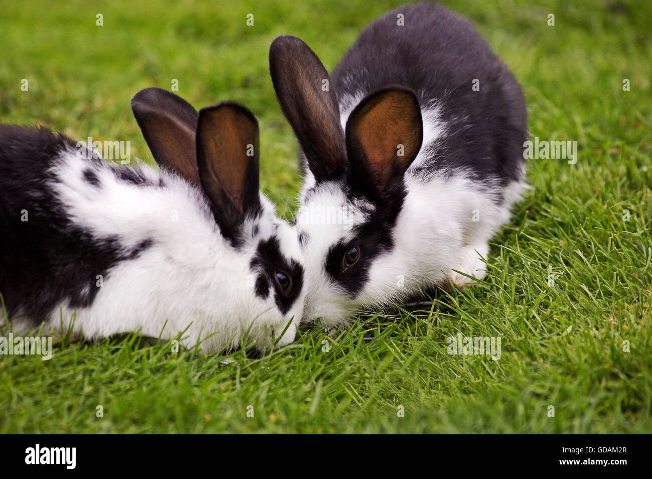 French Domestic Rabbit called Geant Papillon Francais Stock Photo