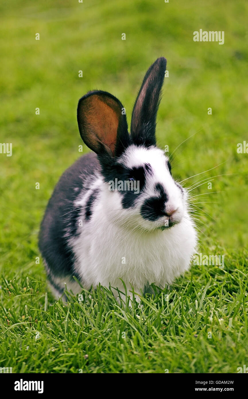 French Domestic Rabbit called Geant Papillon Francais Stock Photo