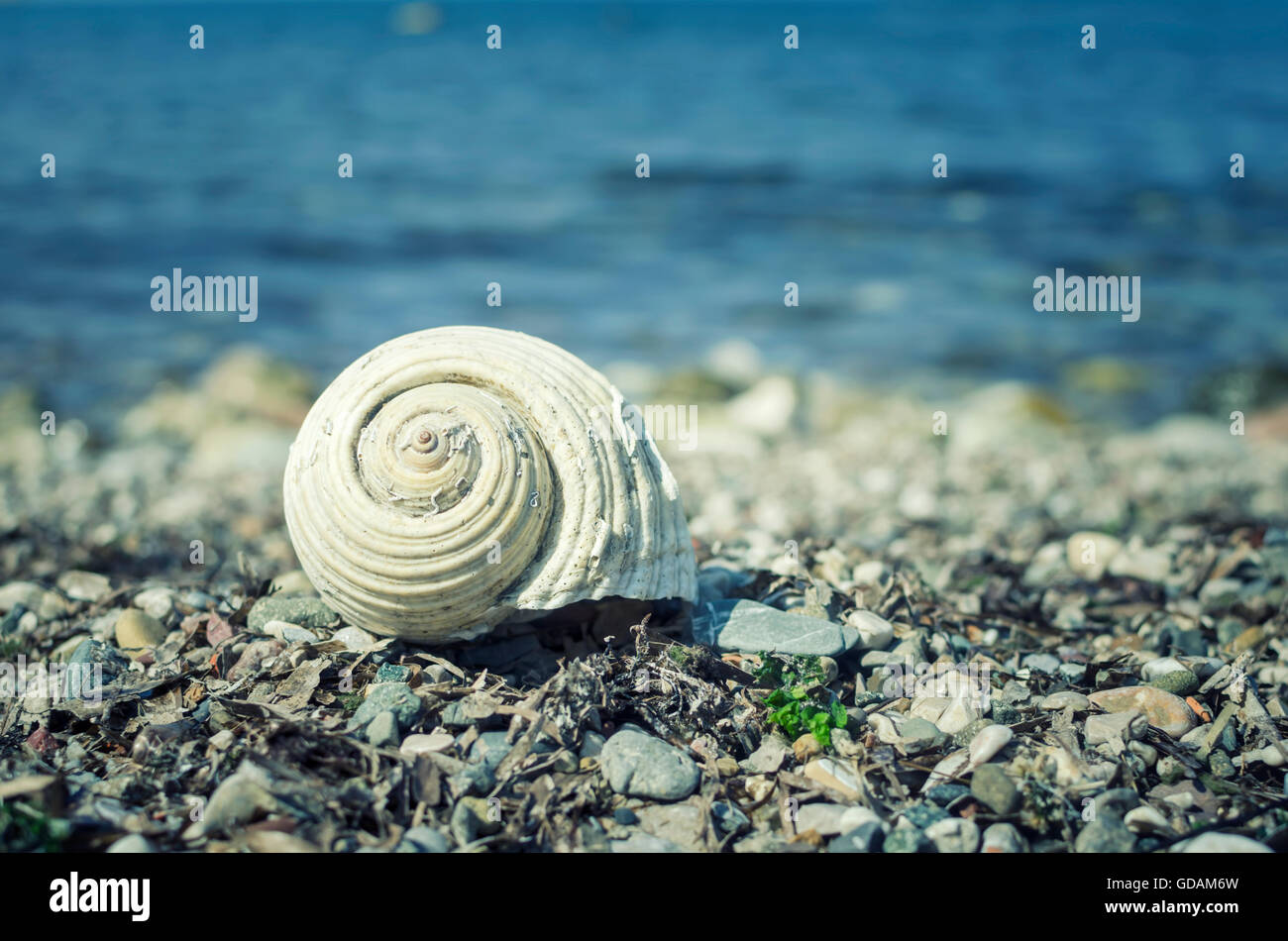 Shell on the beach Stock Photo Alamy
