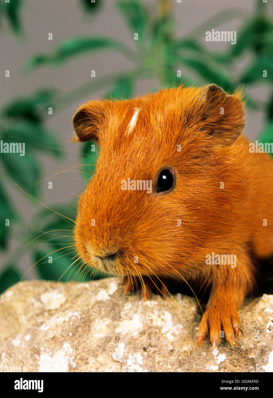 Guinea Pig, cavia porcellus, Adult on Stone Stock Photo