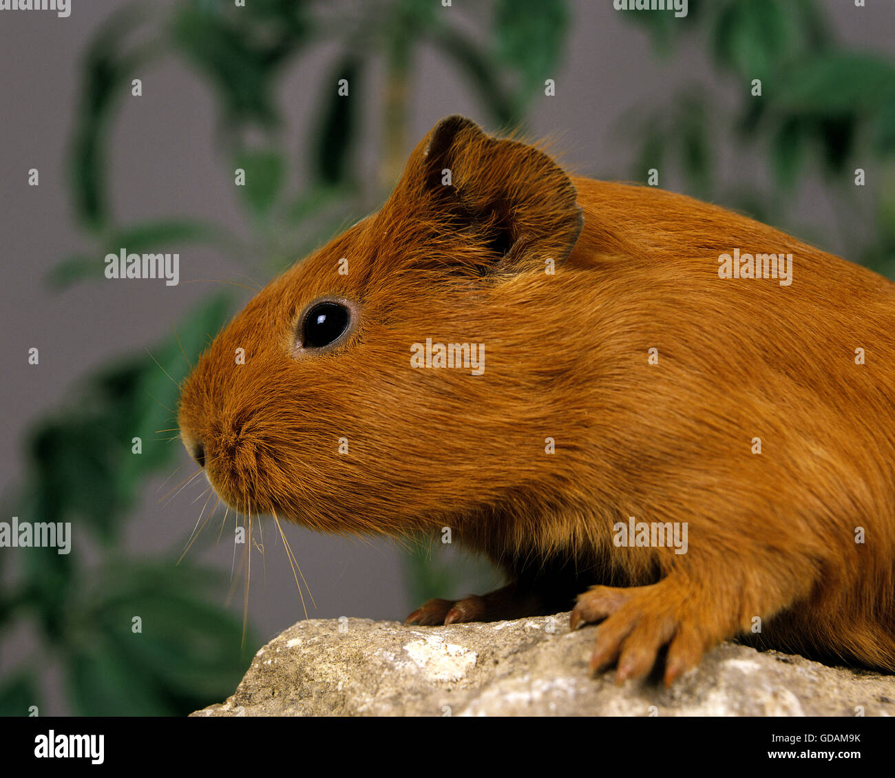 Guinea Pig, cavia porcellus, Adult on Stone Stock Photo