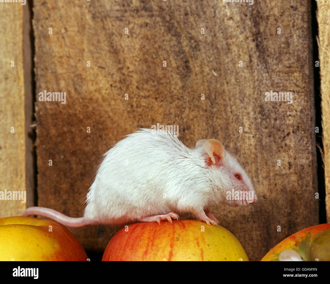 WHITE MOUSE mus musculus ON APPLE Stock Photo