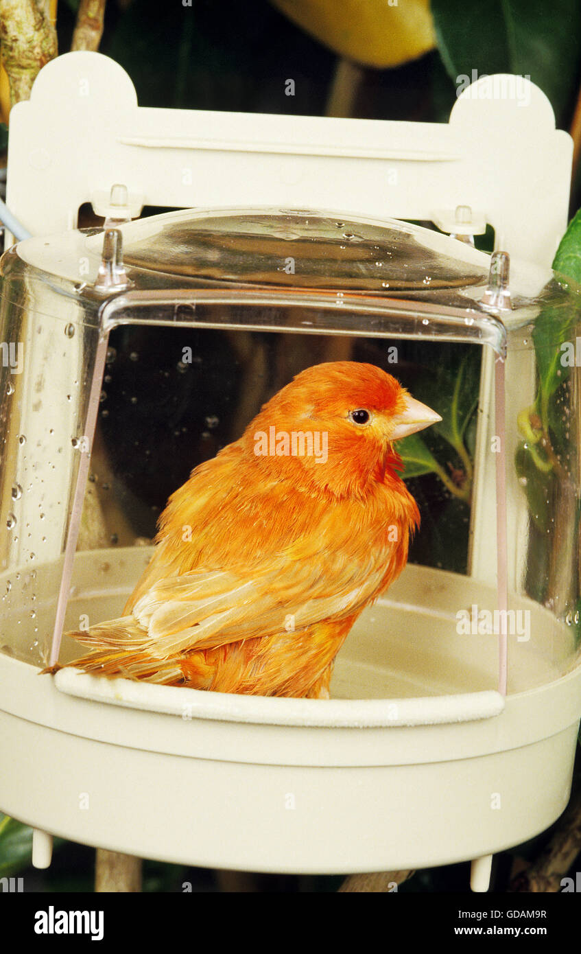 Red Canary, serinus canaria, having Bath Stock Photo