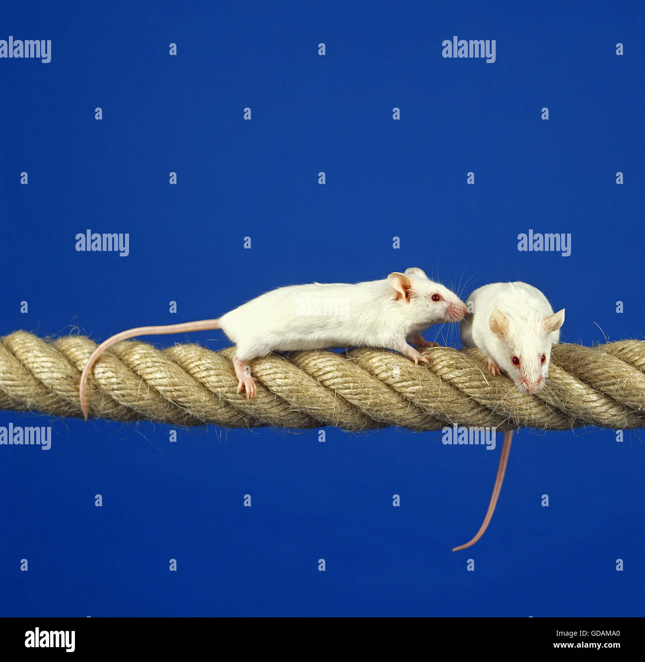 WHITE MOUSE mus musculus, PAIR ON ROPE Stock Photo Alamy