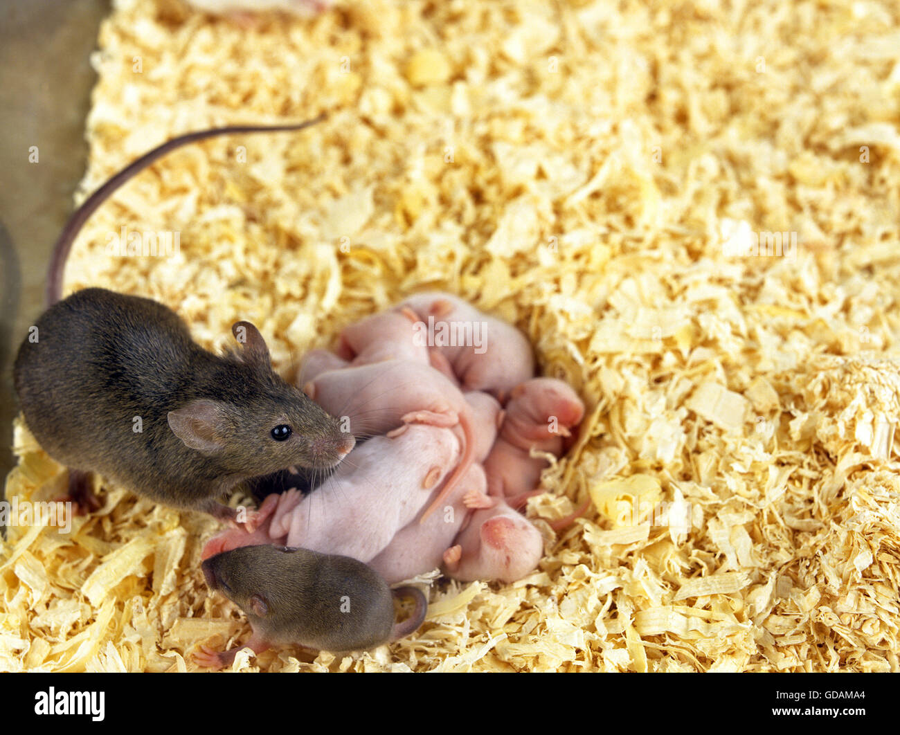 House Moise, mus musculus, Female with Babies Stock Photo