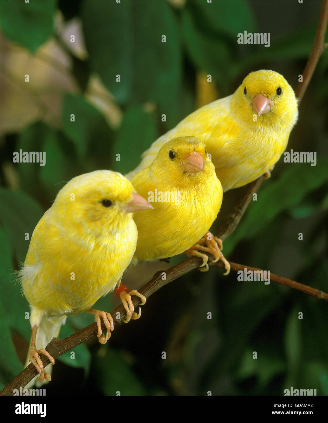 Three canaries branch hi-res stock photography and images - Alamy