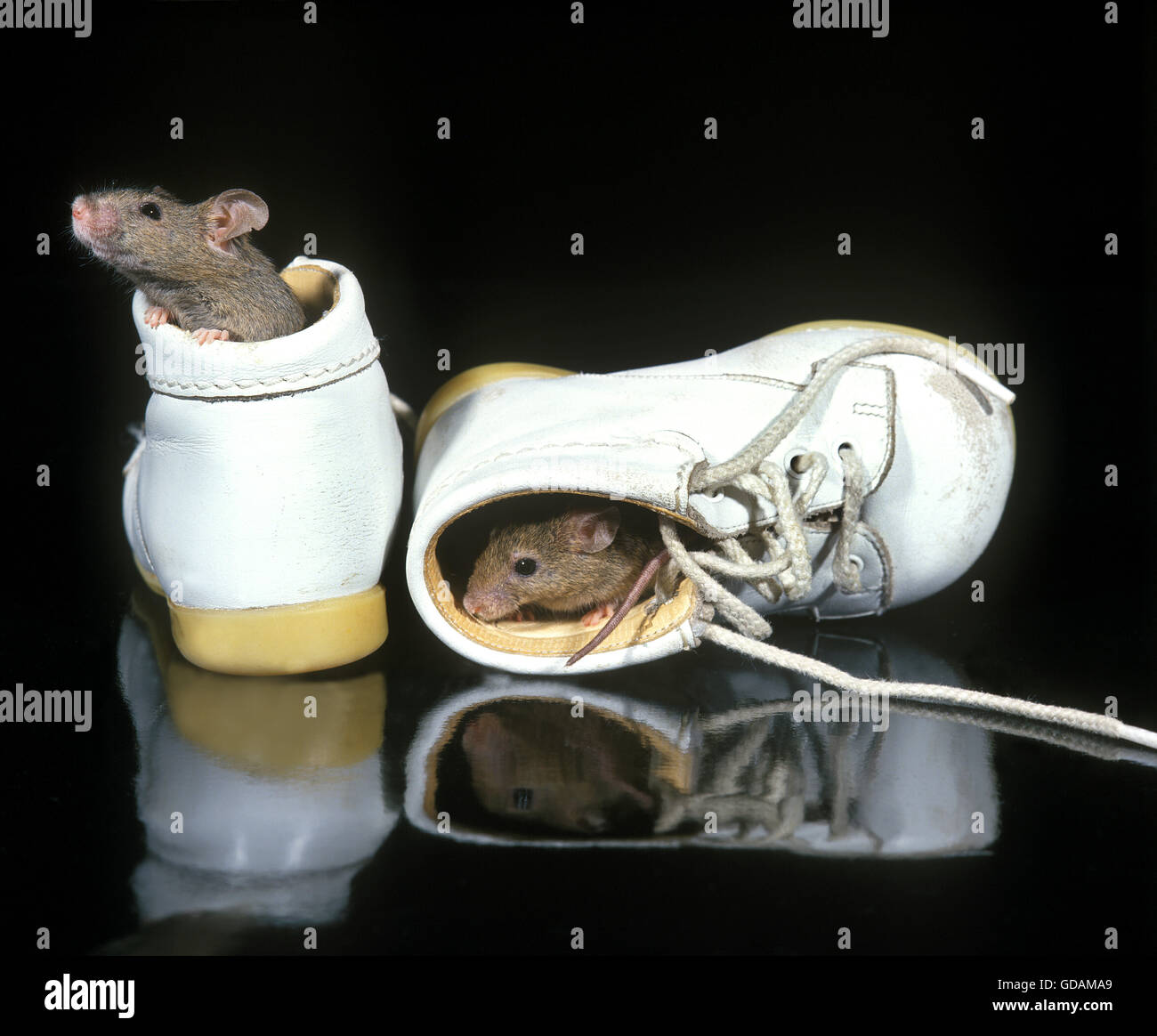Domestic mouse in shoe hi-res stock photography and images - Alamy