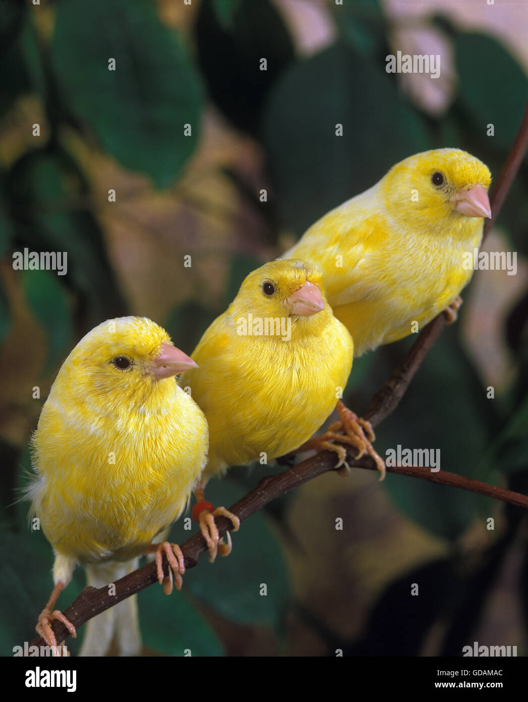 Yellow Canaries, serinus canaria, Adults on Branch Stock Photo