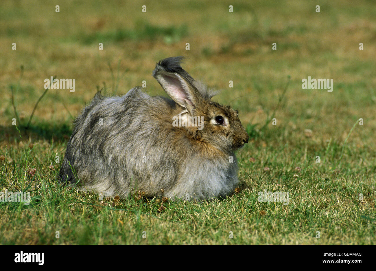 Angora Rabbit, Adult on Grass Stock Photo