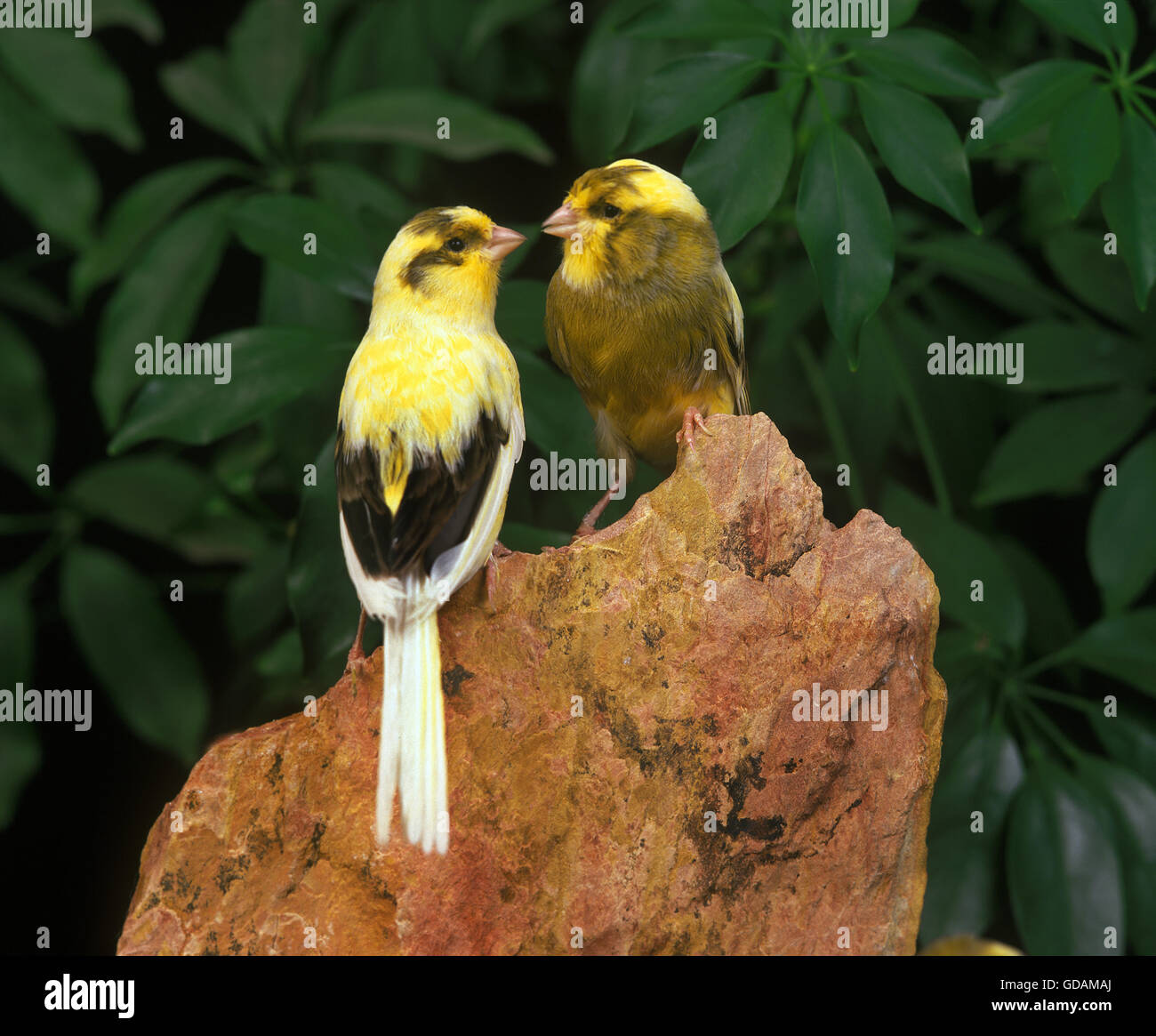 Yorkshire Canaries, on Stone Stock Photo