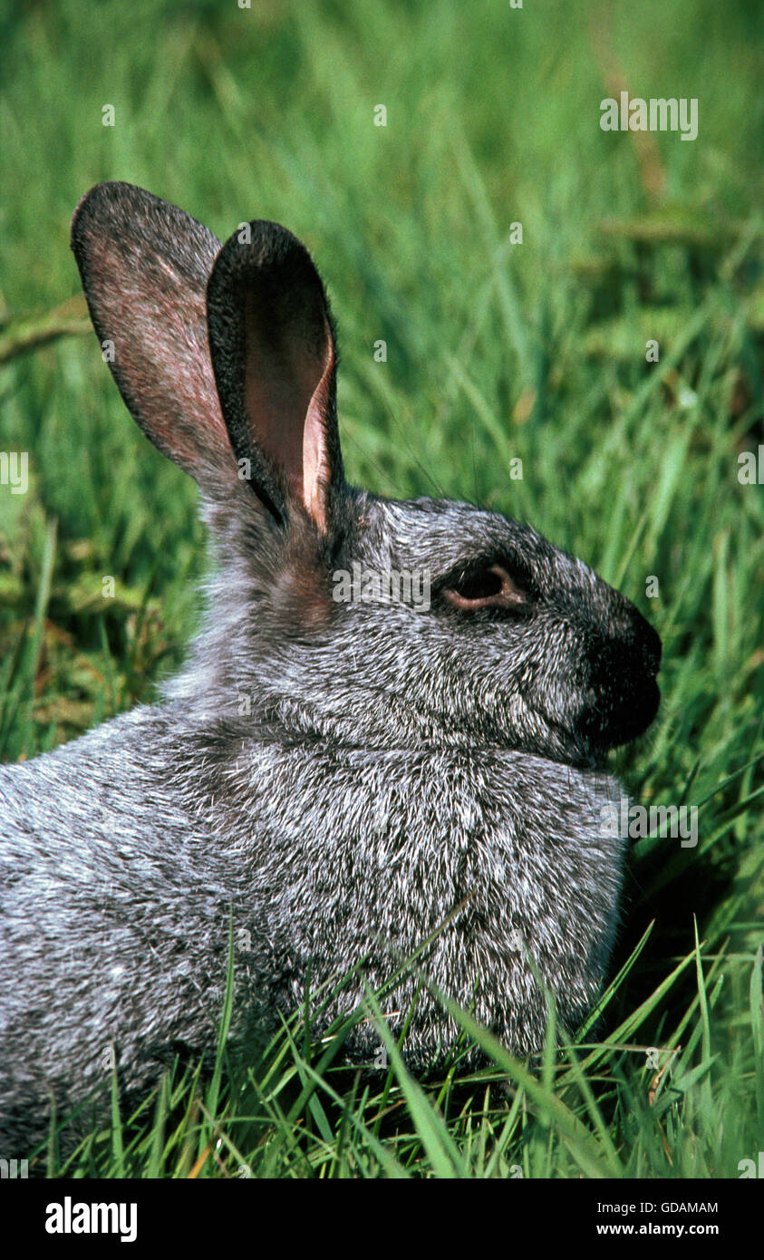 French Domestic Rabbit called Argente de Champagne Stock Photo