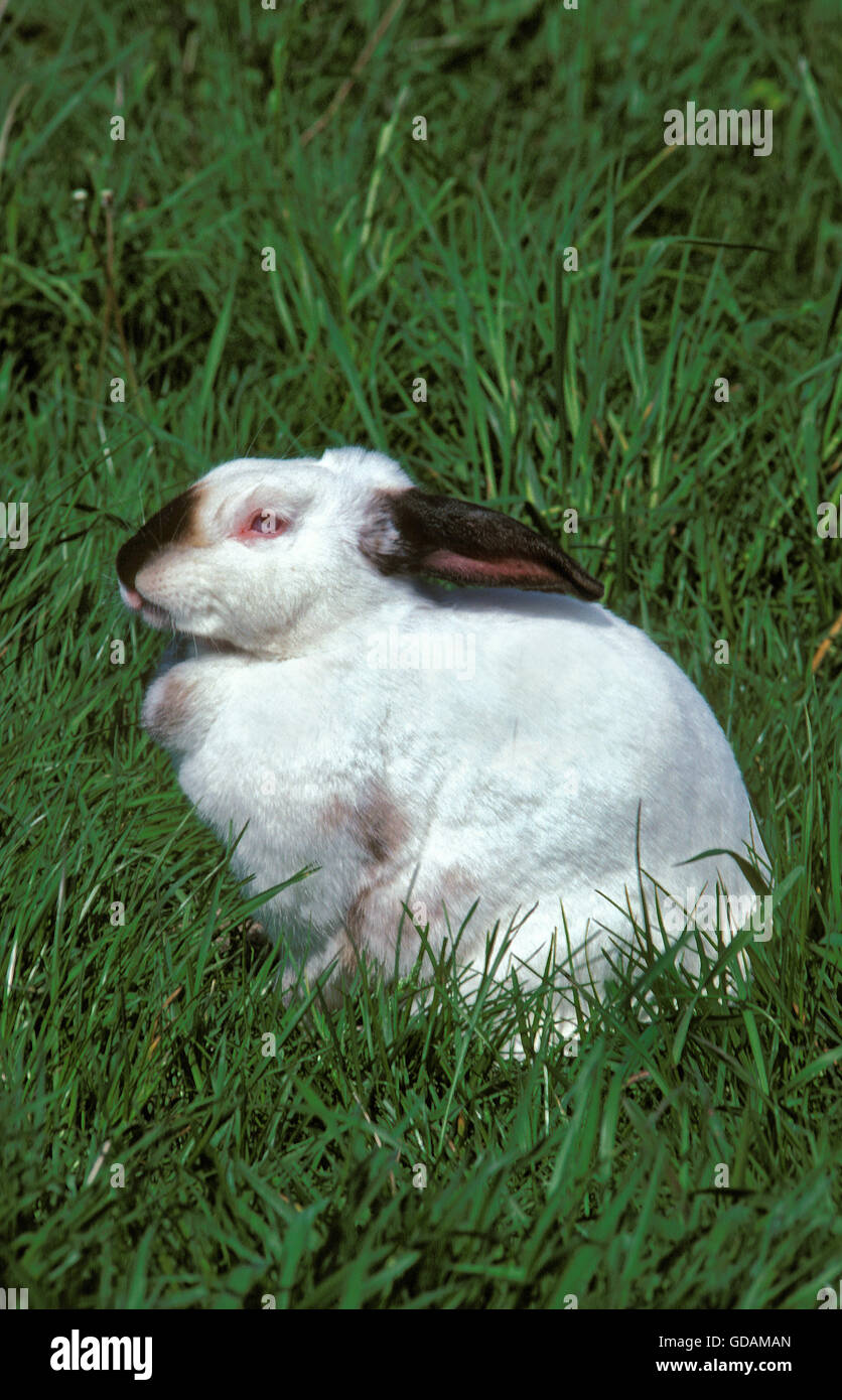 Californian Domestic Rabbit Stock Photo