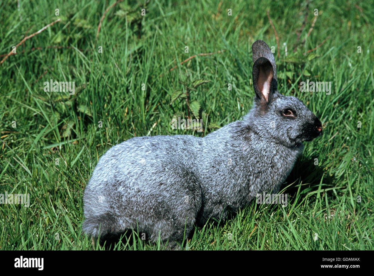 Argente de Champagne Domestic Rabbit, a French Breed Stock Photo