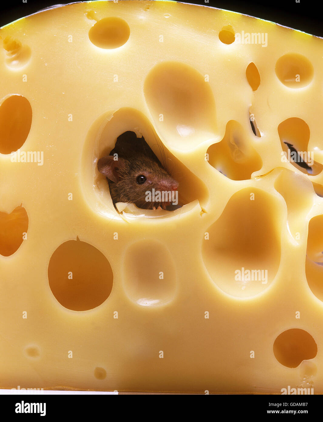 House Mouse, mus musculus, Adult Eating Emmental Cheese Stock Photo
