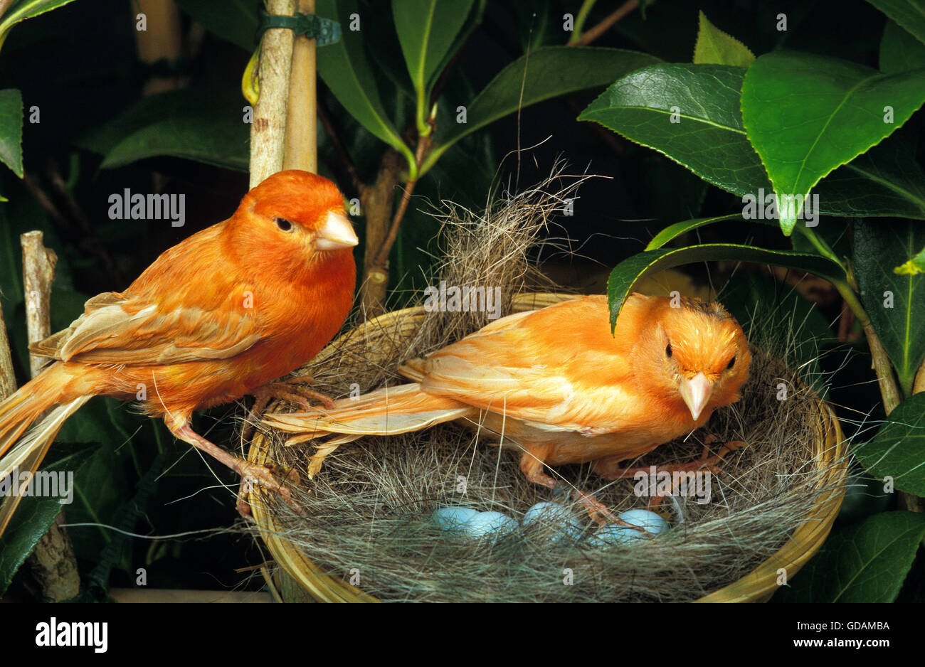 Red Canary, serinus canaria, Pair, Nest with Eggs Stock Photo