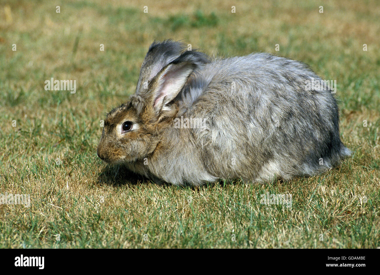 Angora Rabbit on Grass Stock Photo