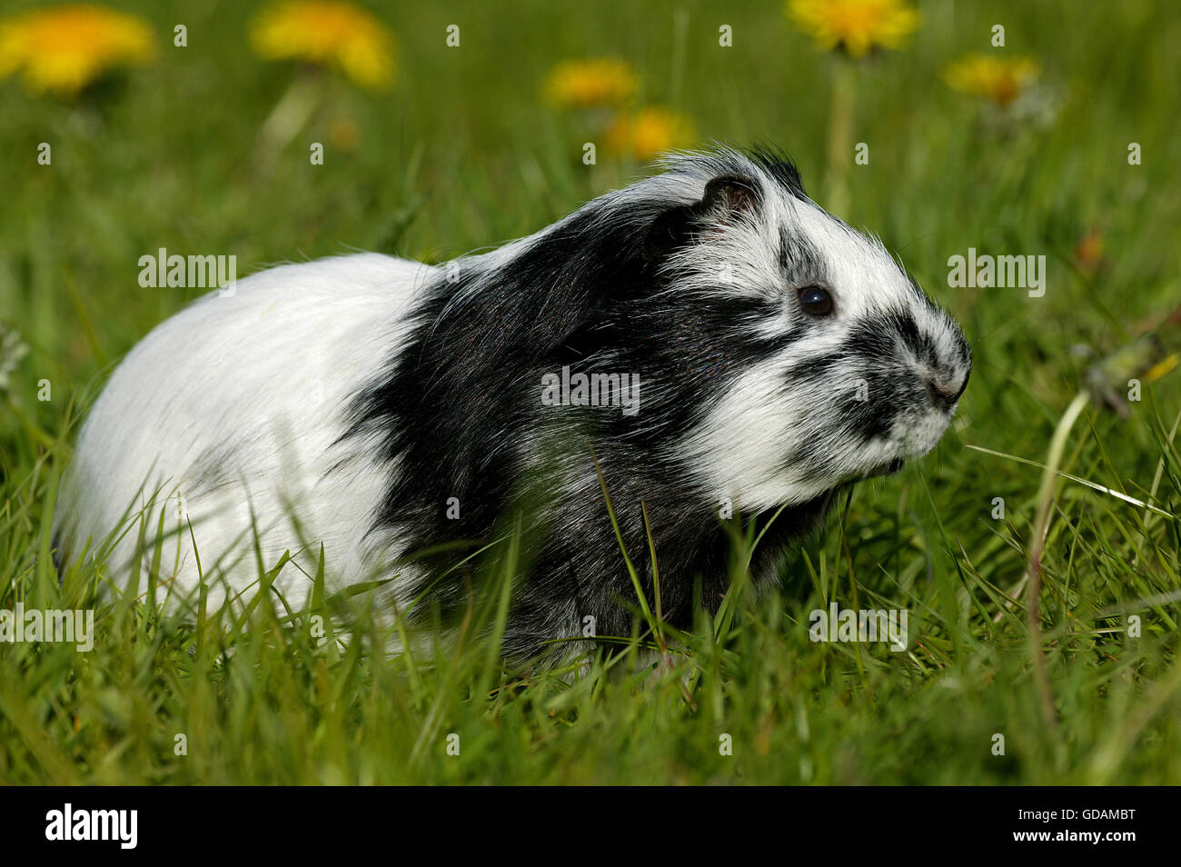 Guinea Pig, cavia porcellus, Adult with Dandelions Stock Photo