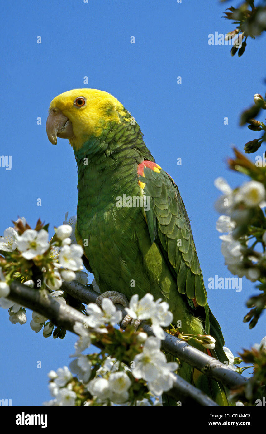 Yellow Headed Parrot, amazona oratrix, Adult on Branch Stock Photo