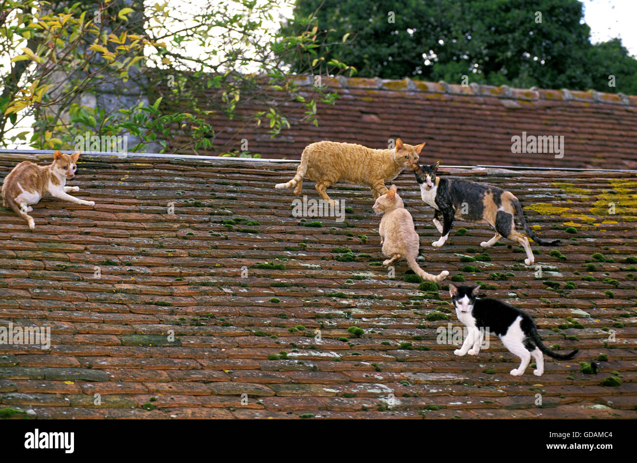 Rex Cornish Domestic Cat on Roof Stock Photo
