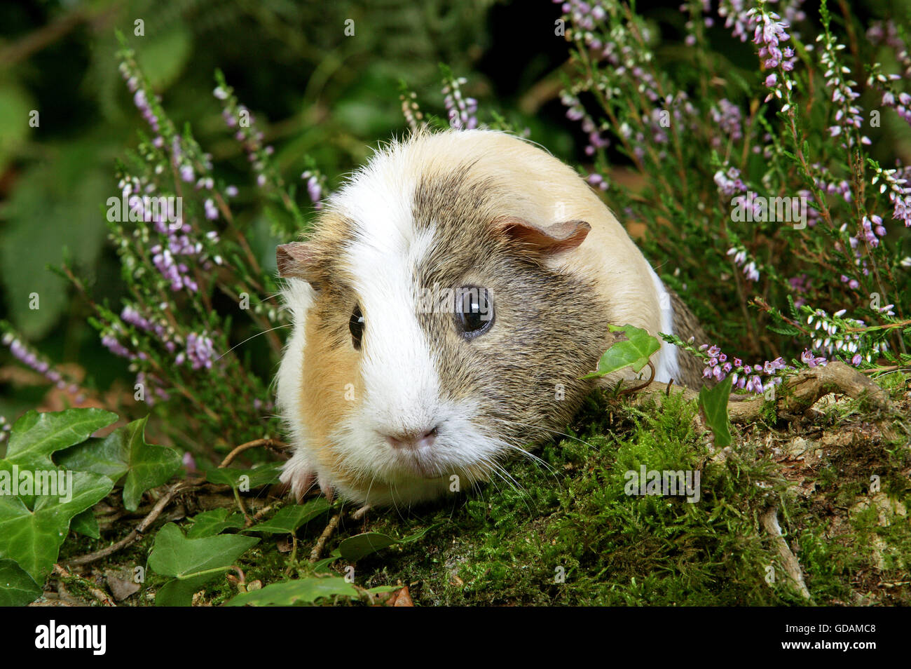 Guinea Pig, cavia porcellus, Adult in Heaters Stock Photo