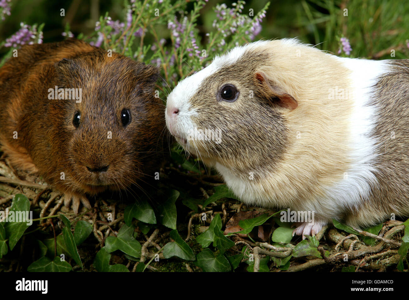 Guinea Pig, cavia porcellus, Adults in Heaters Stock Photo