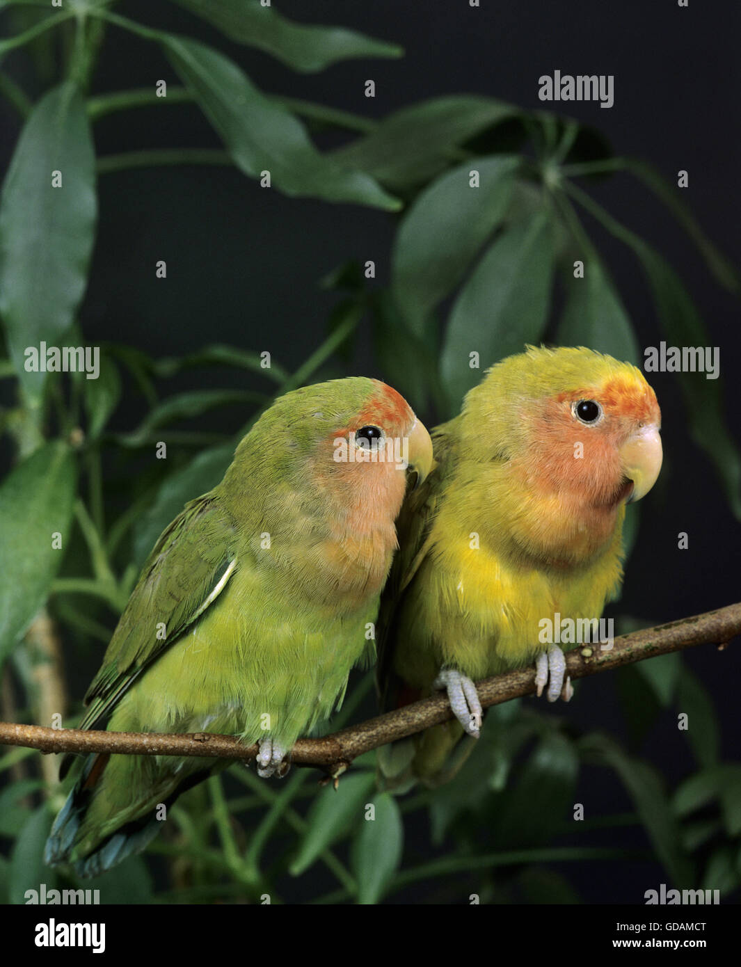Rosy Faced Lovebirds Agapornis Roseicollis Hi Res Stock Photography And ...