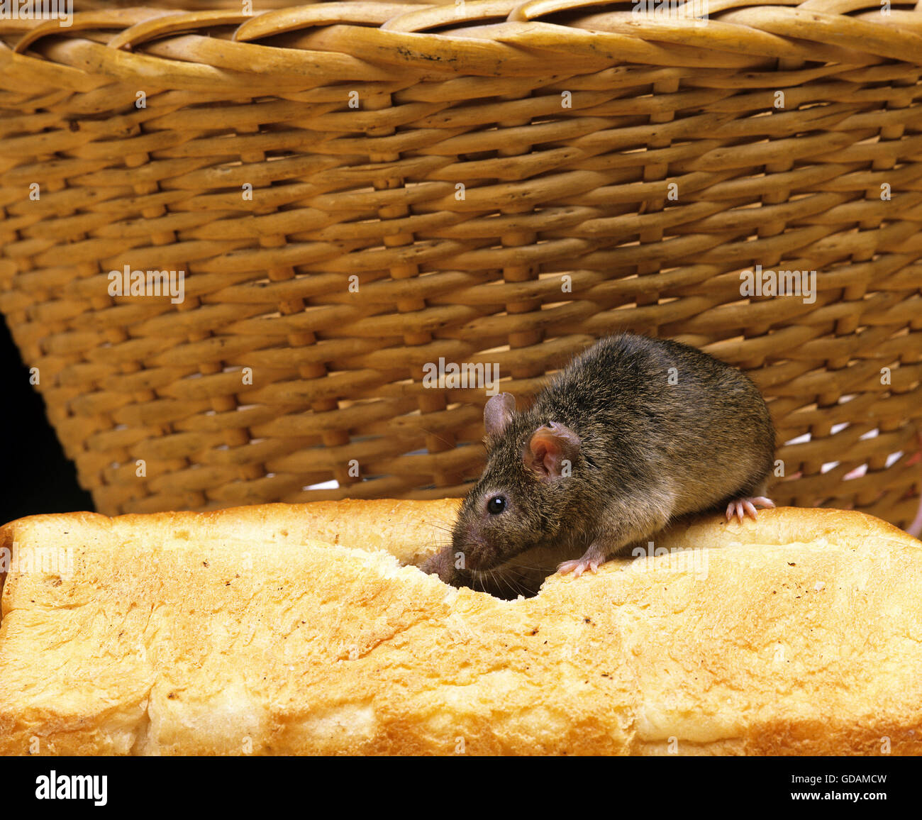 Mus musculus eating bread hires stock photography and images Alamy