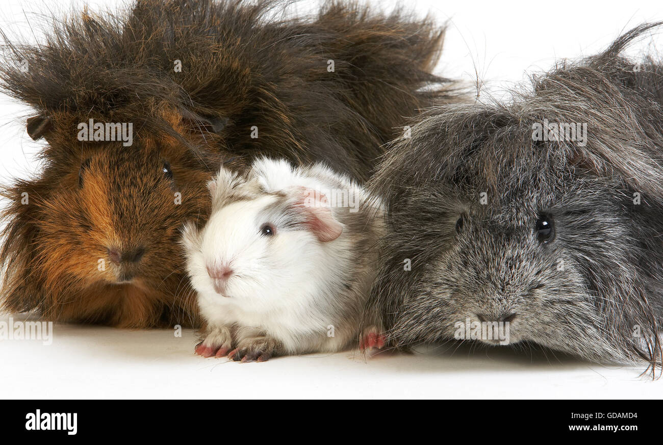 Long Hair Guinea Pig Cavia Porcellus Group Against White