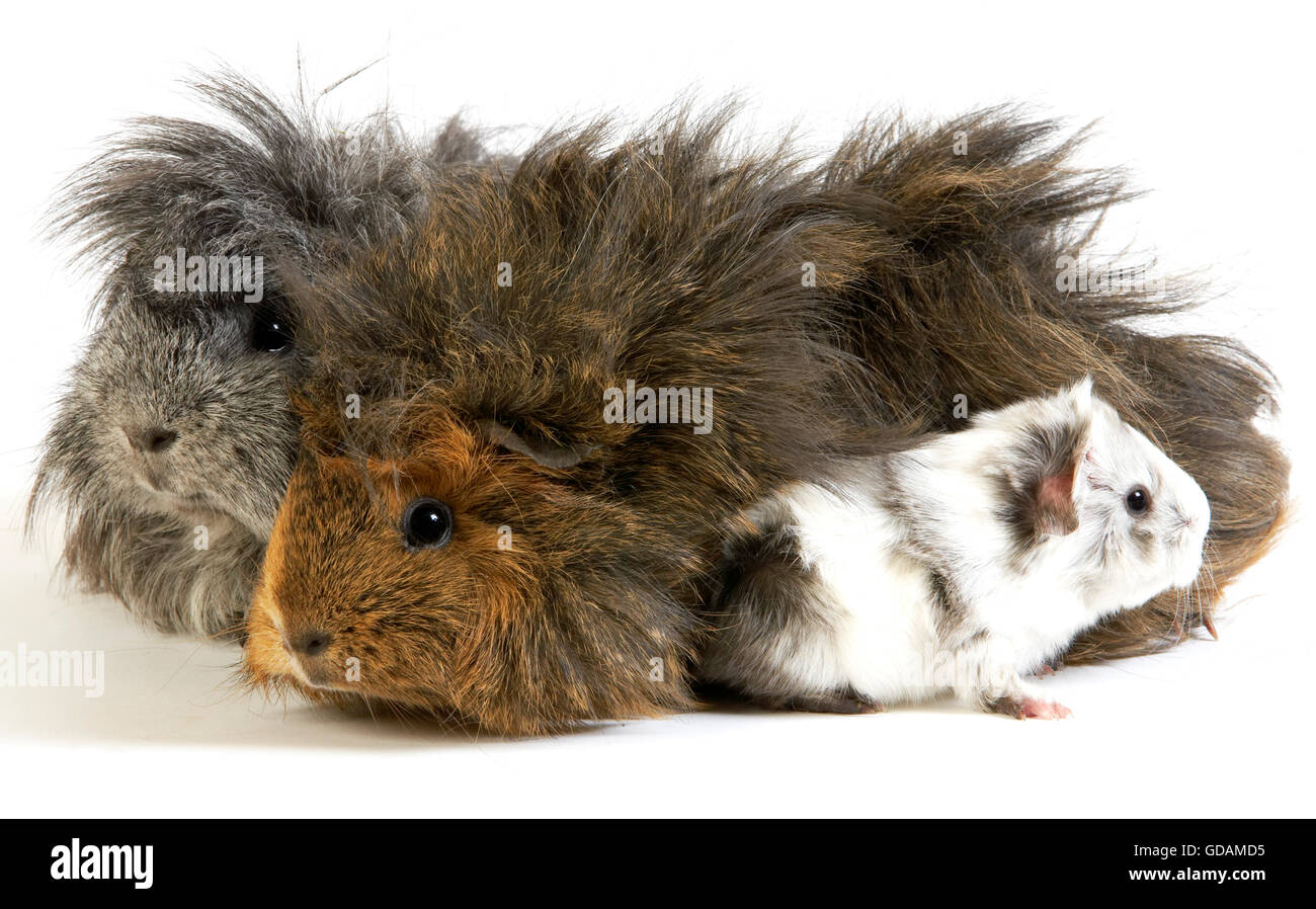 Long Hair Guinea Pig Cavia Porcellus Group Against White