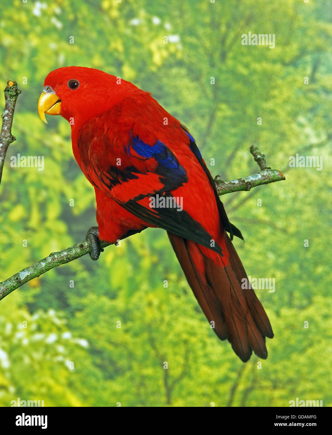 Lil hinanden Infrarød Red lory hi-res stock photography and images - Alamy