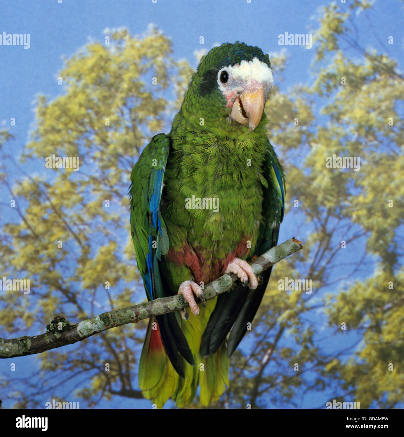 Hispaniolan Parrot, amazona ventralis, Adult on Branch Stock Photo
