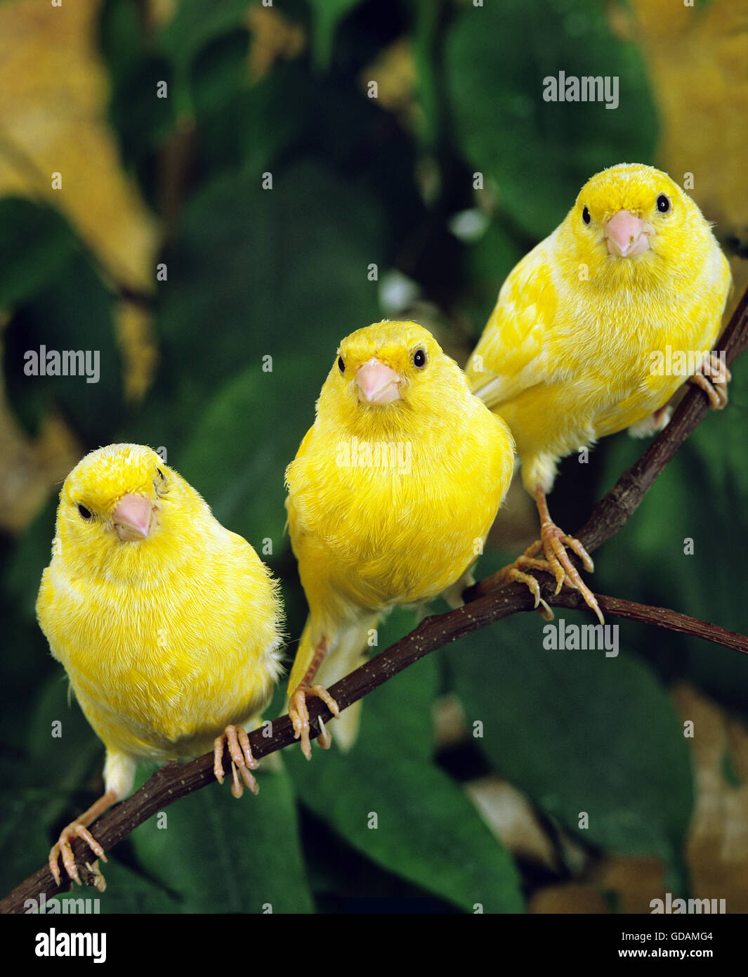 Yellow Canaries, Serinus canaria domestica Stock Photo