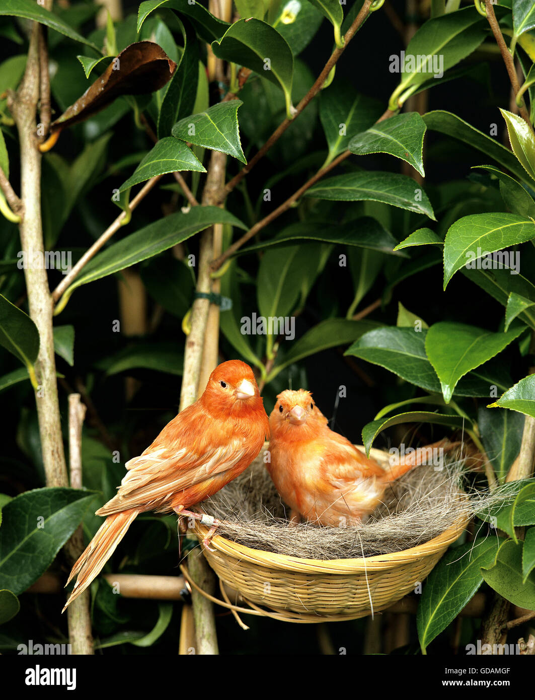 Red Canaries, Serinus canaria domestica in Nest Stock Photo
