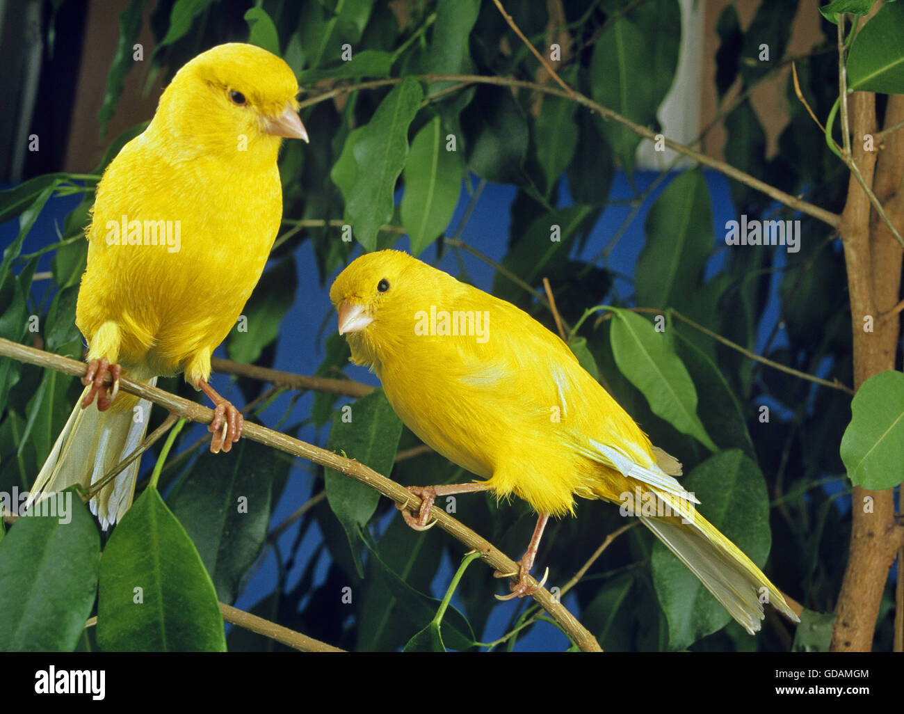 Yellow Canaries, Serinus canaria domestica Stock Photo